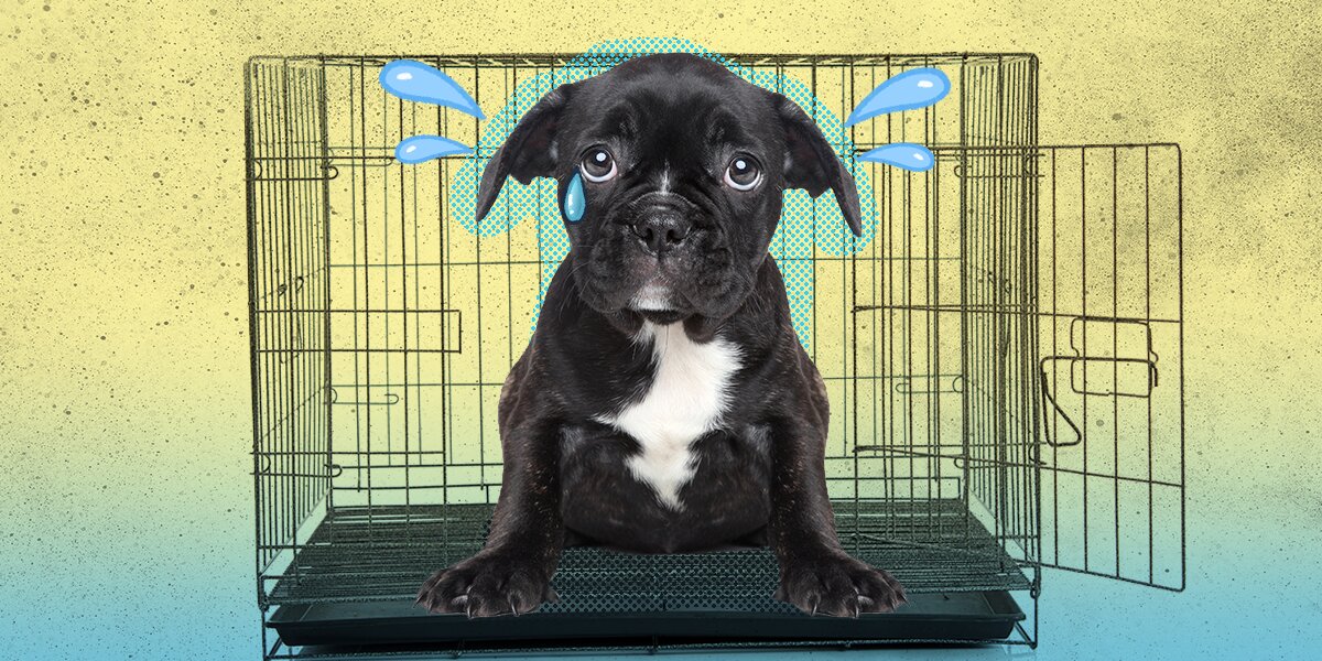 Puppies Love This Crate-Training Tool That Keeps Their Attention