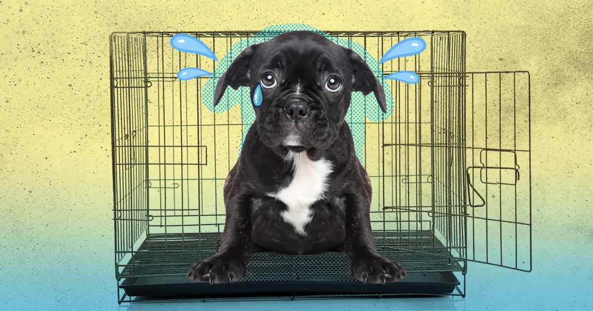 Crate training clearance puppy overnight crying