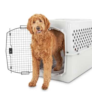 Best plastic crate for big dogs: EveryYay Going Places Pet Kennel