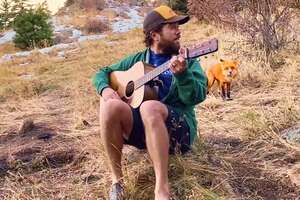Wild Fox Comes To Hear This Guy Play Banjo Every Day