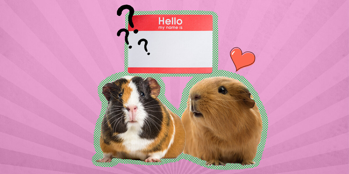 AD Discover the surprise with Mama Surprise Guinea Pig from Little Li, guinea pig