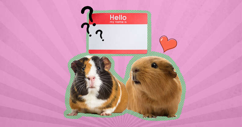 two guinea pigs with a name tag