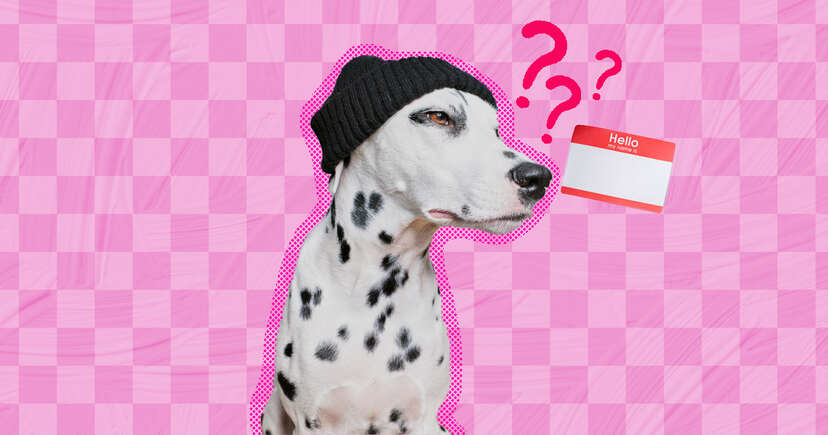 100 Hipster Girl Dog Names For Your Trendy Pup DodoWell The Dodo