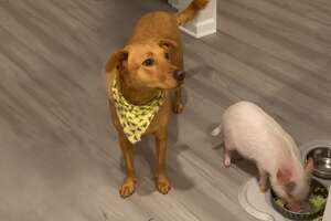 Baby Pig Loves To Cause Trouble With Her Dog Sister