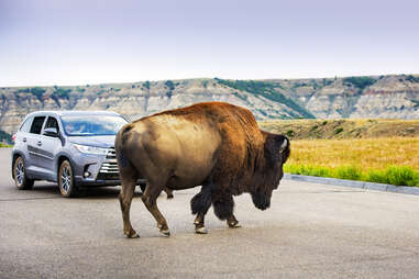 American bison (buffalo) crosses the road in front of visitors at Theodore Roosevelt National Park, South Unit, in North Dakota