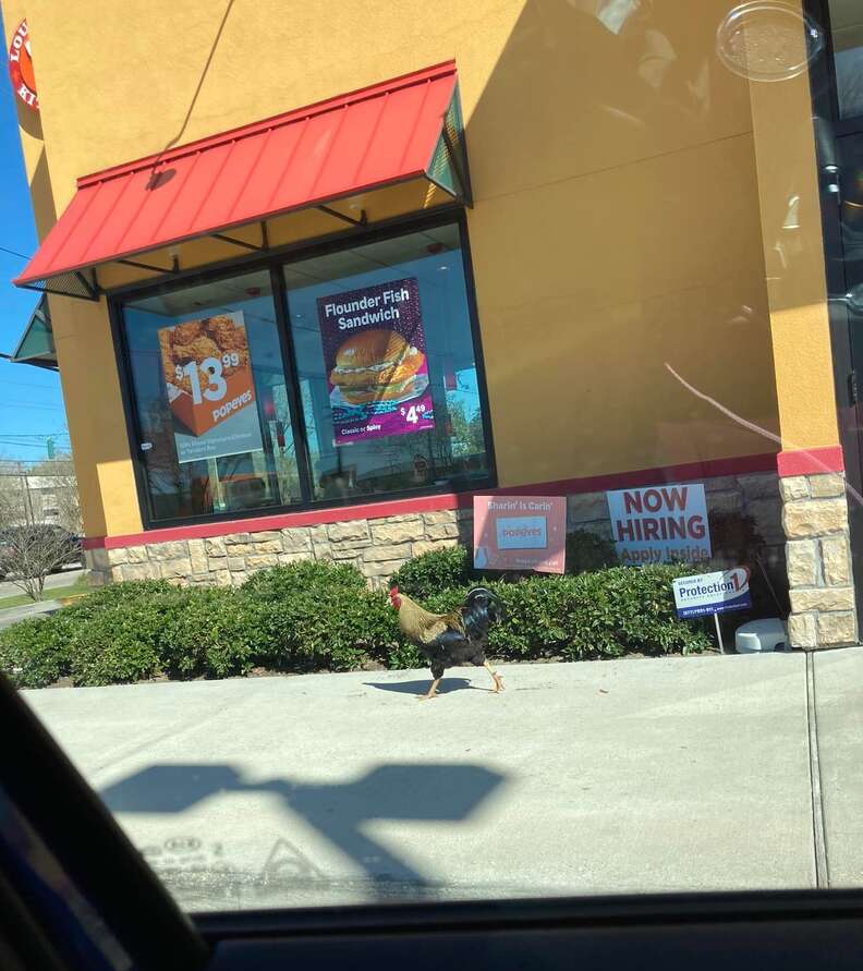 Rooster lives at a Louisiana Popeyes
