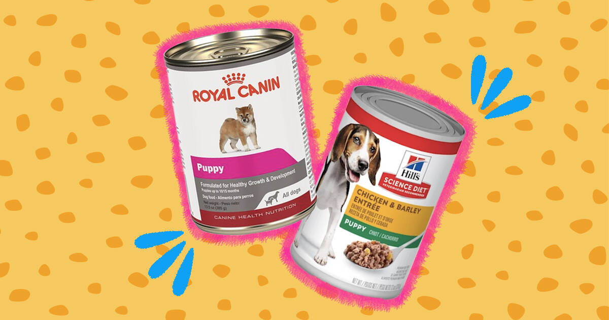 is wet or dry food best for dogs