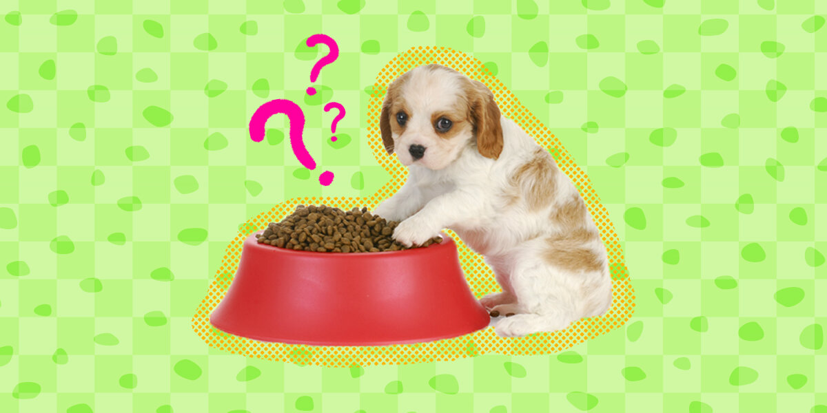 How old can top puppies eat dog food