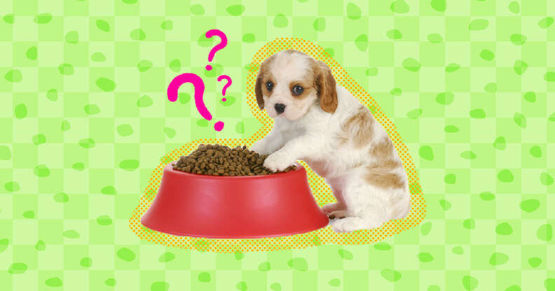 small puppy with big bowl of food