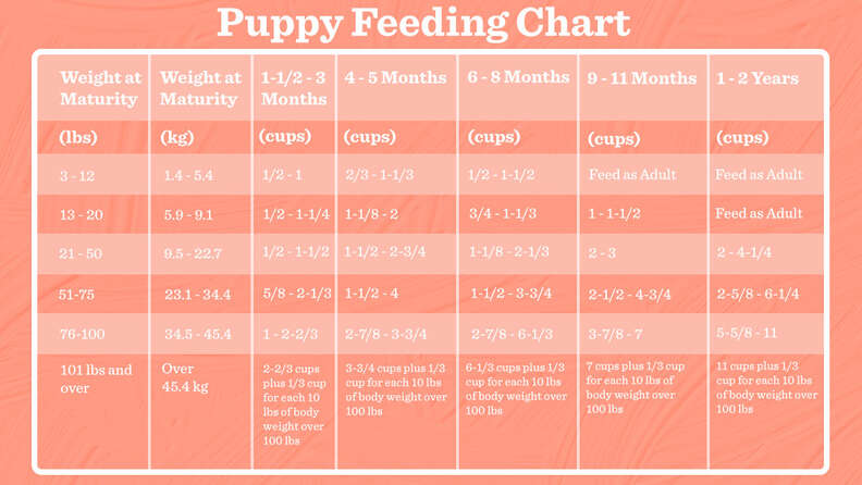 What do 9 2024 week old puppies eat