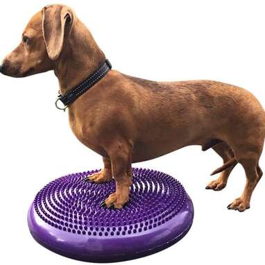 Dog Exercise Equipment To Keep Your Pup Active At Home