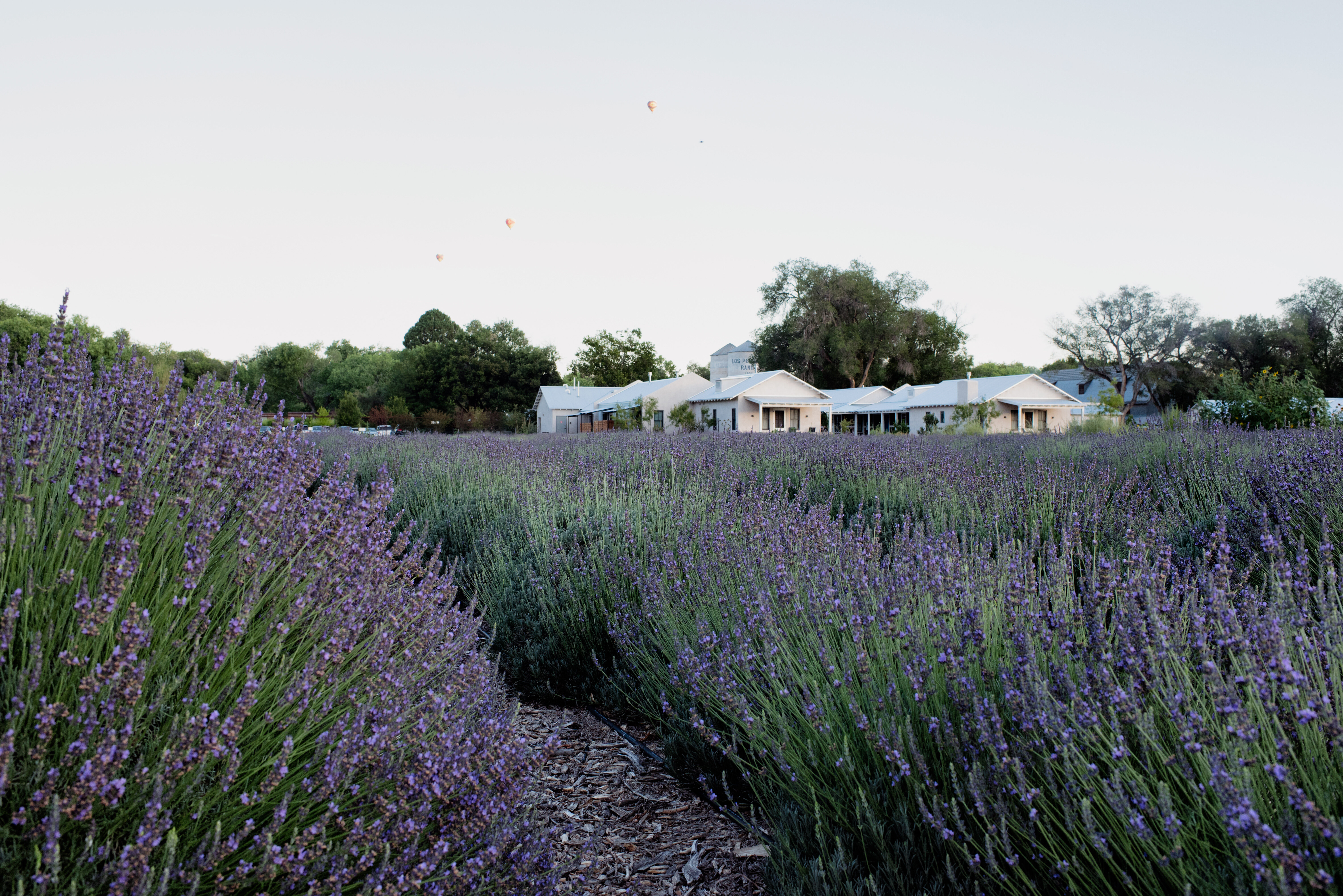 This Desert Hotel Smells Like Sweet Lavender Dreams