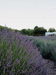 This Desert Hotel Smells Like Sweet Lavender Dreams