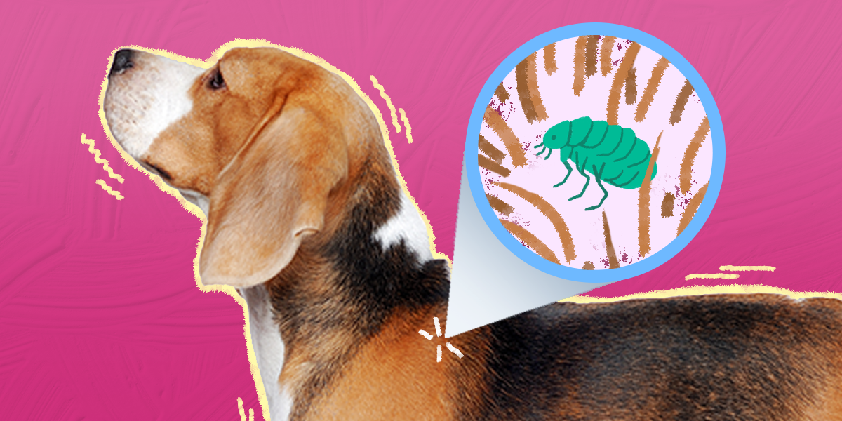 how do you treat flea scabs on dogs