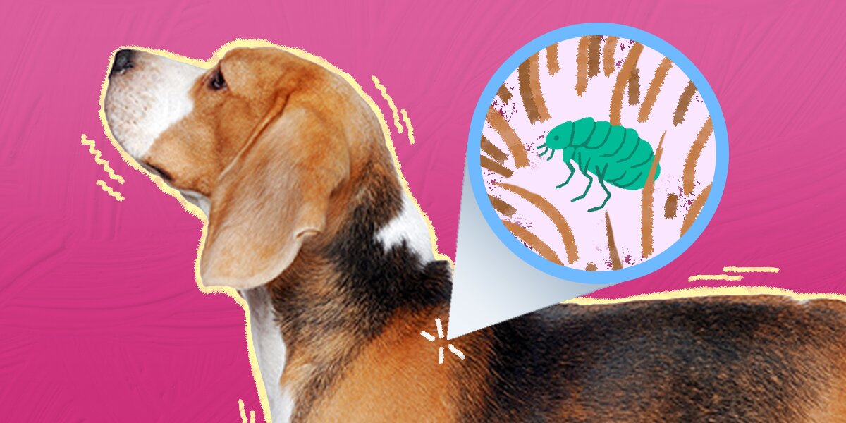 Signs of flea bites online on dogs