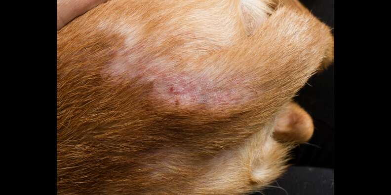 dog flea bite on dog