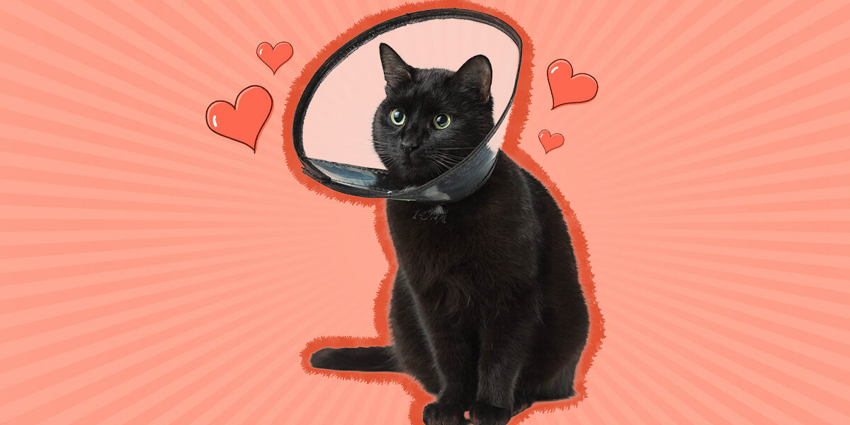 Cat Neuter Recovery And Aftercare Tips DodoWell The Dodo