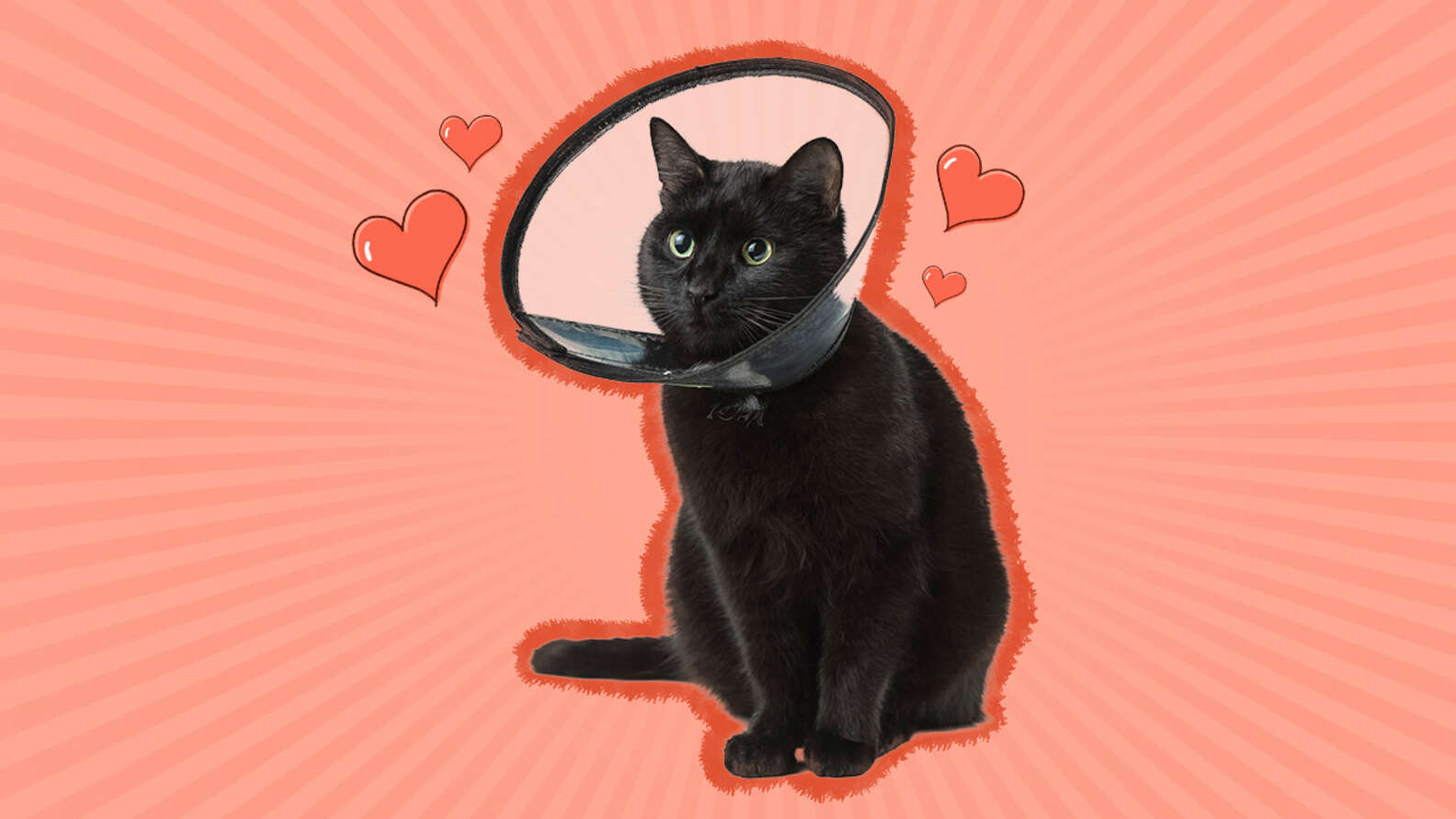 Cat Neuter Recovery And Aftercare Tips DodoWell The Dodo