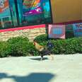 Lost Rooster Shows Up At Popeyes After Hurricane And Refuses To Leave