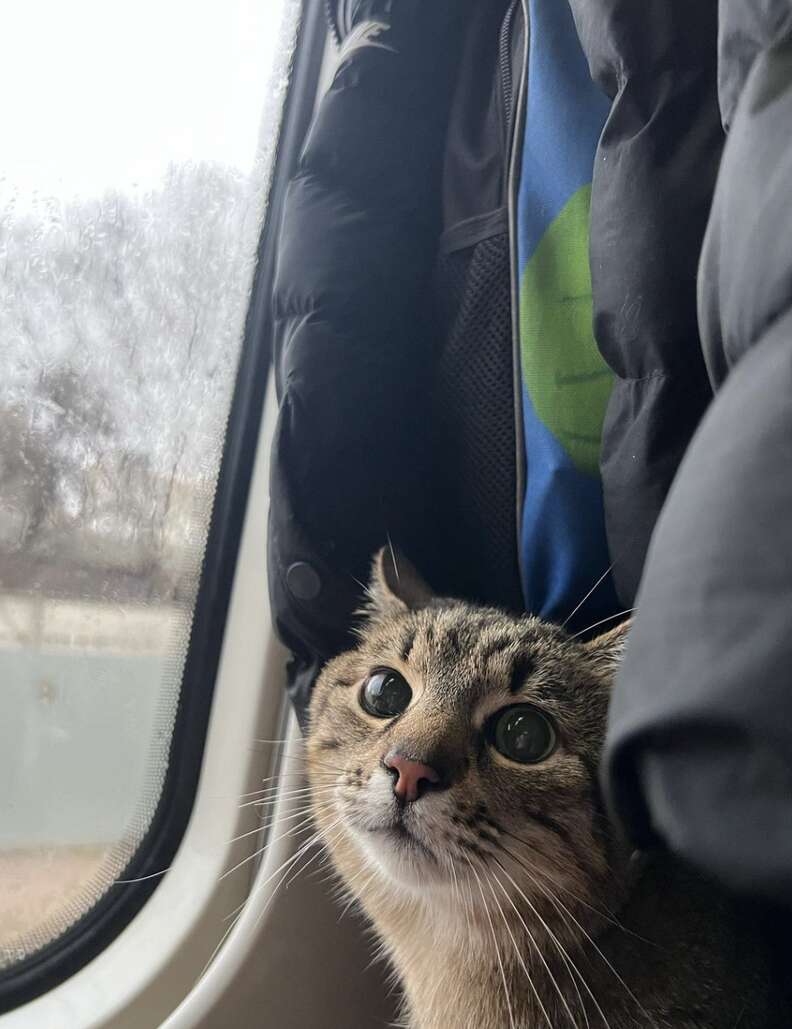 cat on a train