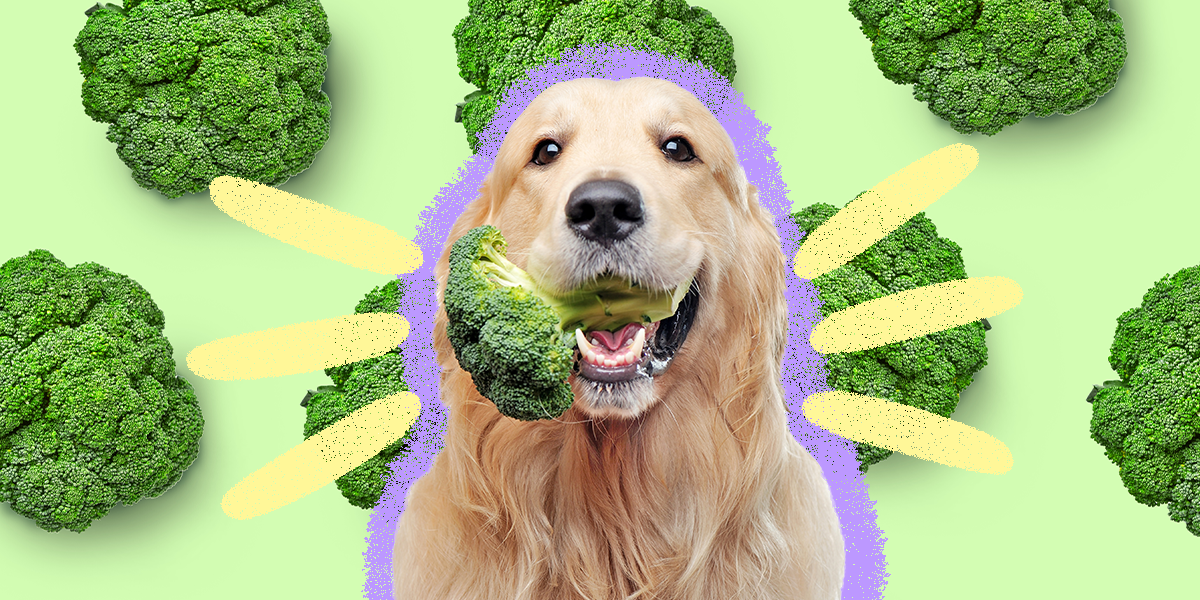 are dogs allowed broccoli