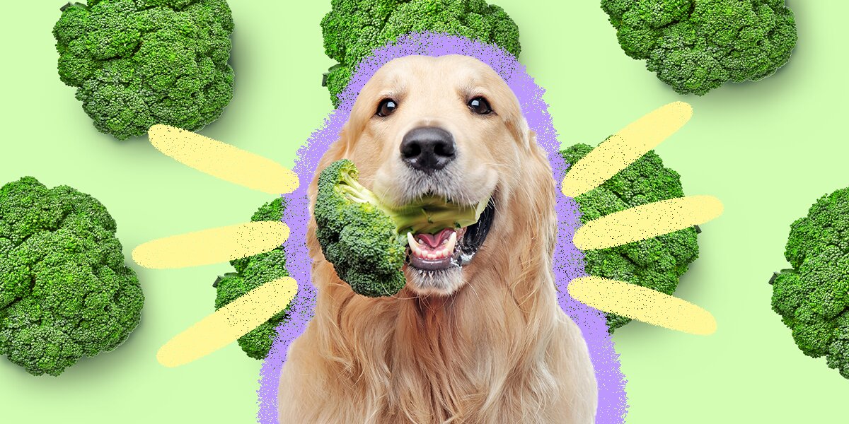 Raw broccoli for dogs Clearance