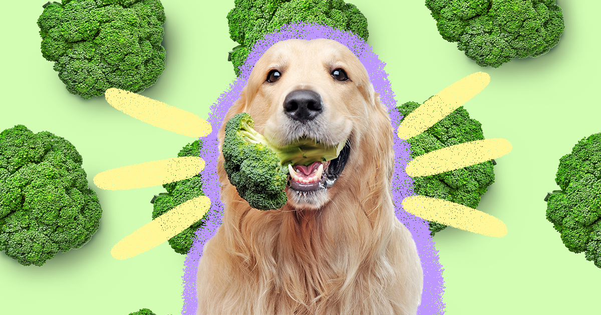 Broccoli 2025 for dogs