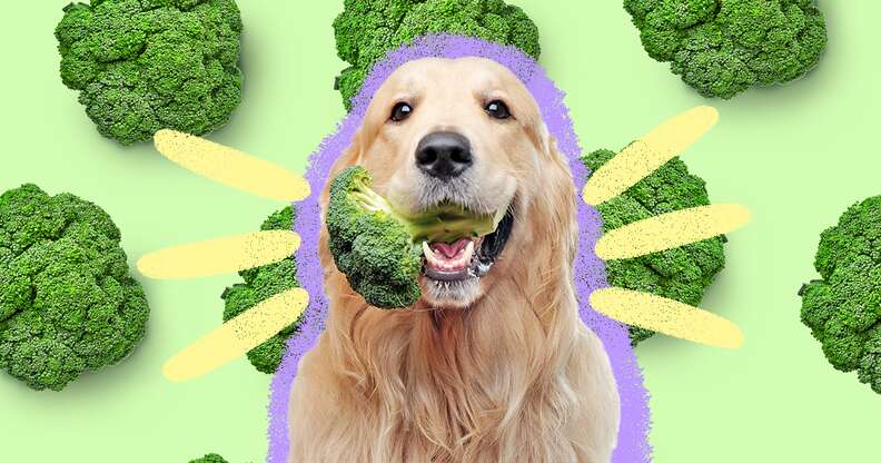 dog with broccoli in his mouth