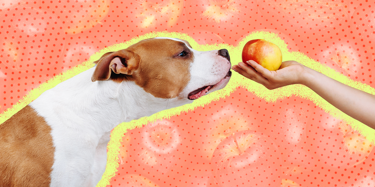 Can Applesauce Cause Diarrhea In Dogs