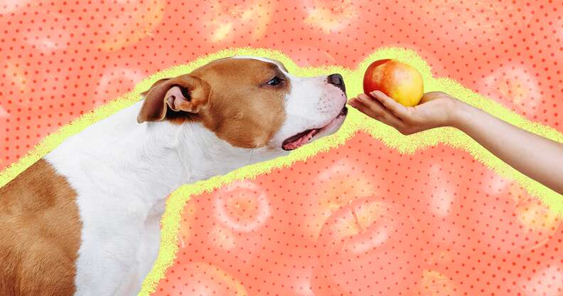 dog smelling apple
