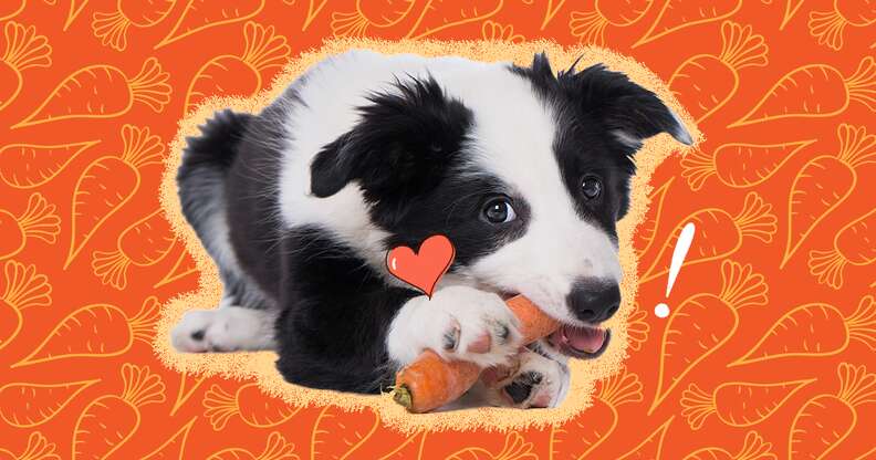 Dog throwing up outlet after eating carrots