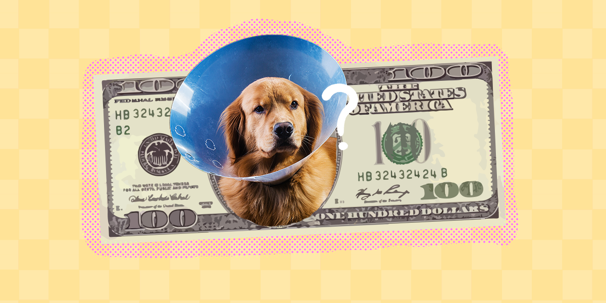 How Much Does It Cost To Neuter Or Spay A Dog? DodoWell The Dodo