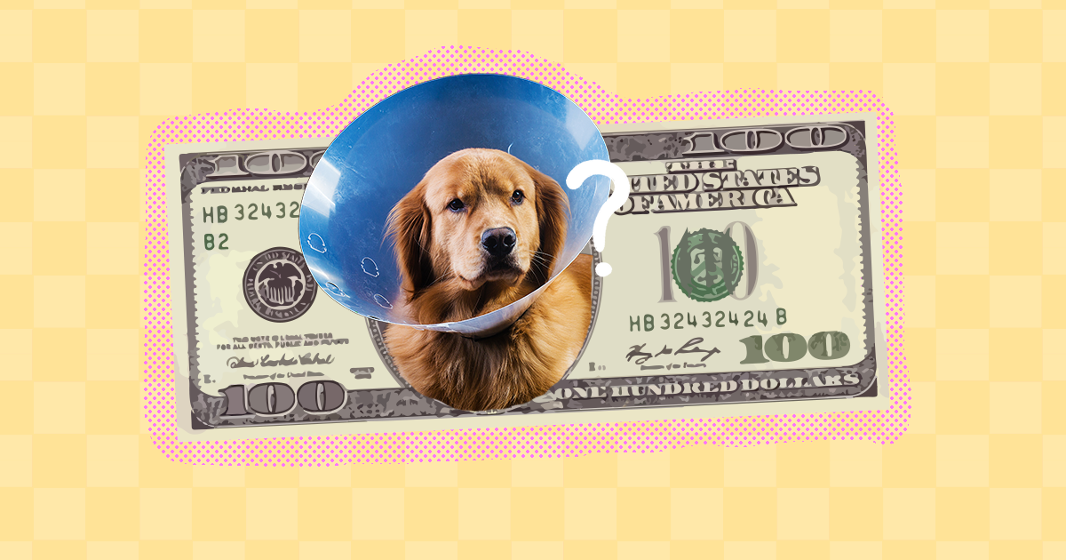 how much does it cost to get a female dog desexed