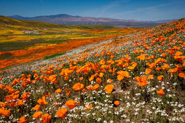 superbloom antelope valley canyon