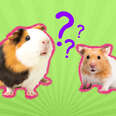 guinea pig and hamster with question marks