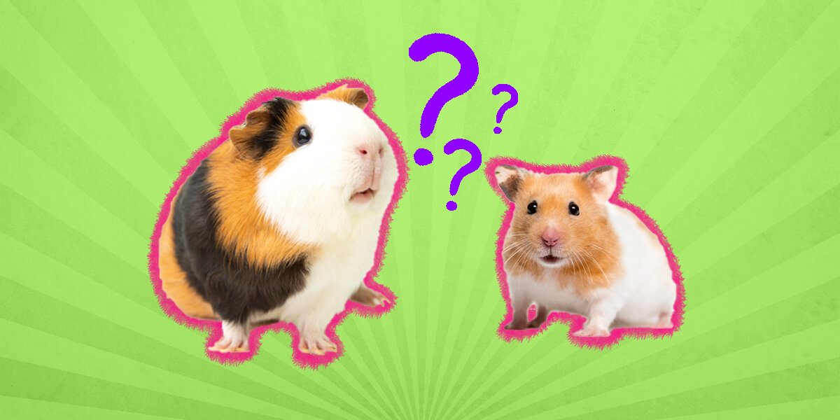 Are guinea pigs hot sale smarter than hamsters