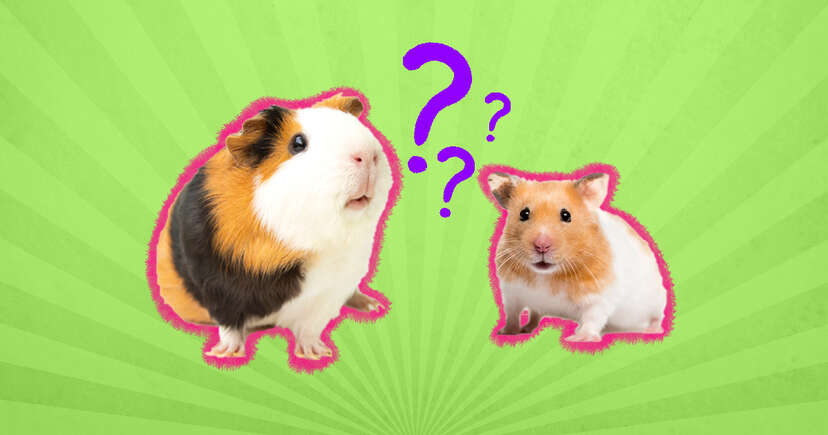 Hamster Wheel: The 6 Best Options And Advice From A Vet - DodoWell - The  Dodo