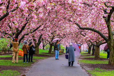 Best Places To See Cherry Blossoms In Nyc Thrillist