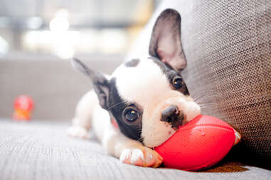 puppy eating toy