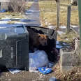 Dog Living In Trash Can Didn't Want To Leave The One Place He Feels Safe