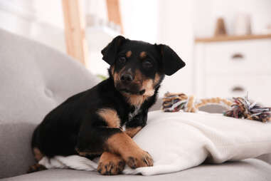 Rottweiler puppy on couch