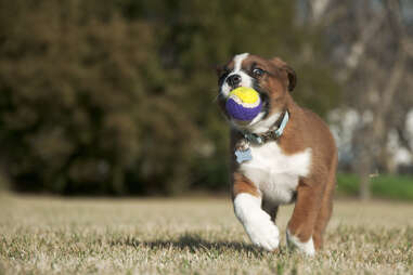 puppy running with ball