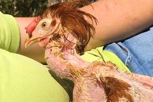 Naked Rescue Chicken Learns To Walk