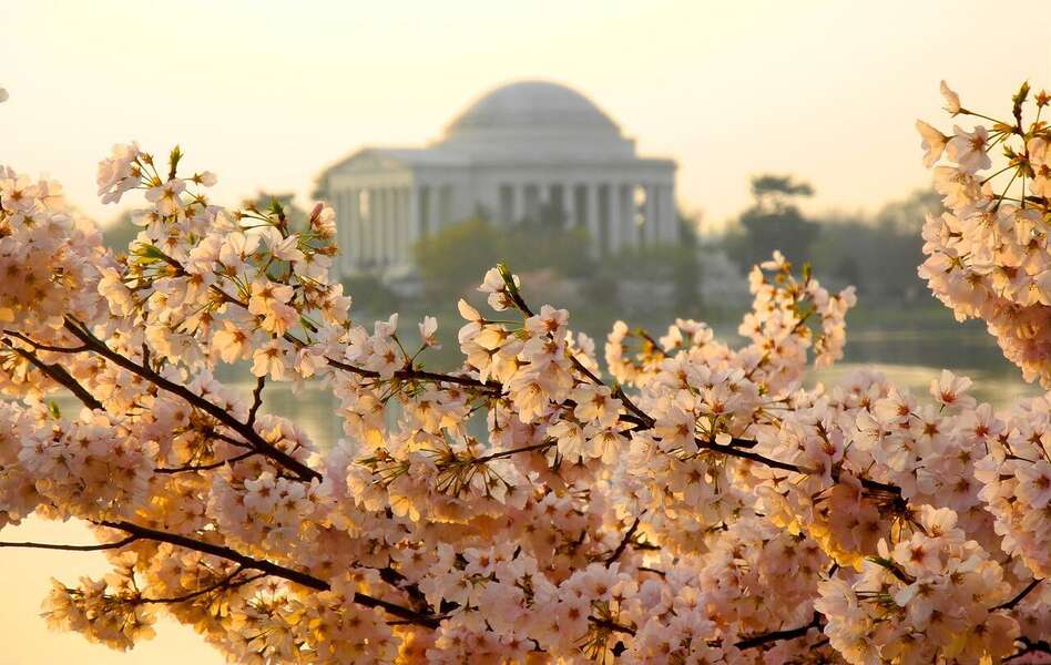 Where to See Cherry Blossoms in Washington, DC, Maryland, and Virginia ...