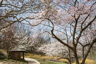 Dumbarton Oaks