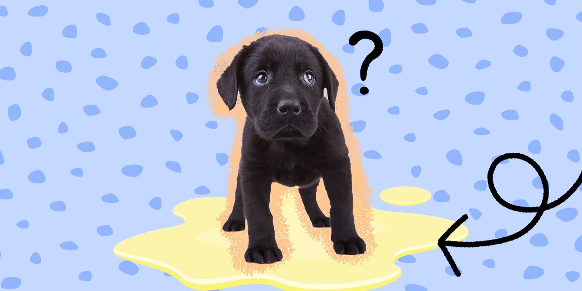 Is Your Puppy Peeing A Lot? Here'S When To Worry - Dodowell - The Dodo