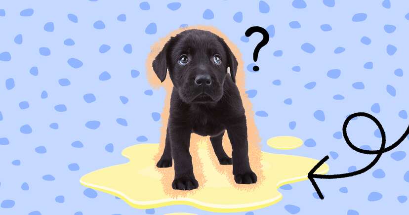 Puppy wee deals