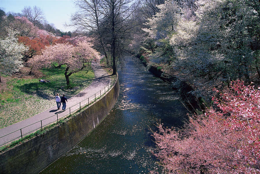 Newark Branch Brook Park Cherry Blossom Festival Guide Thrillist