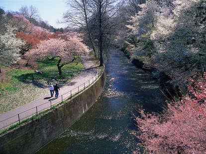 Places to see cherry blossoms near Jersey City NJ