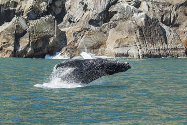a humpback whale breaching the waters near a large rock cliff